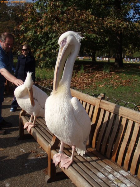 ariehadlefgenoegomdesnavelsteriskerenenhetlukteooknog.jpg